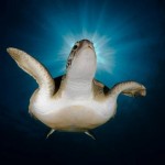 Las mejores fotos de naturaleza 2010