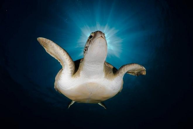 Las mejores fotos de naturaleza del océano de 2010 Las mejores fotos de naturaleza del océano de 2010